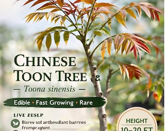 Chinese Toon Tree | Edible Toona sinensis, Fast Growing Asian Plant