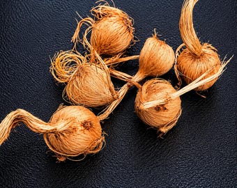 Saffron Crocus Corms – Live Bulbs for Fall Planting, Culinary Spice Flower