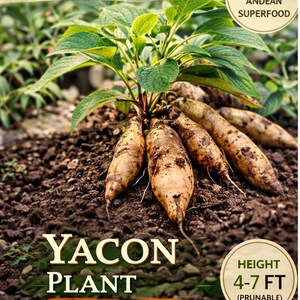 May include: An image of a Yacon plant with green leaves and several brown tubers in the soil. The text on the image reads "LXN PLANTS ECO GARDEN COLLECTION" and "RARE & HEALTHY ANDEAN SUPERFOOD". The plant's height is 4-7 ft.