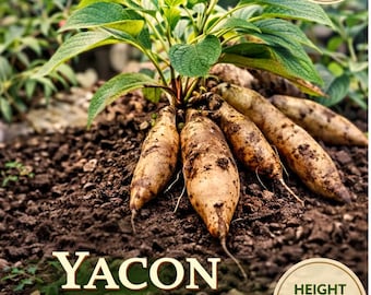 Yacon Plant Live/  Sweet Root Vegetable | Healthy Garden Plant /Low Calorie Sweet Tubers / Easy Grow