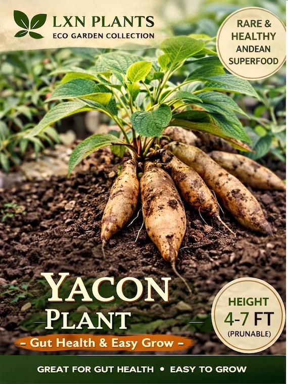Yacon Plant | Sweet Root Vegetable, Gut Health, Easy Grow Superfood