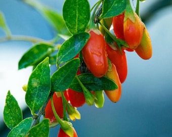 Fruiting Goji Berry Plant – Rooted Cutting, Fruits This Year, Sweet Wolfberry Live Plant