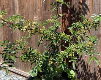Sichuan Pepper Tree ( Seedling) PRE ORDER