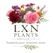 Lxn