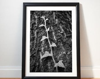 In bomen klimmen: stijlvolle zwart-witmacrofotografie