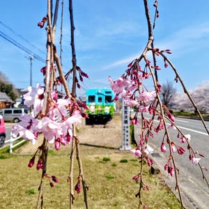 以下が含まれることがあります： 前景にピンク色の桜の枝、背景にターコイズと緑色の電車、道路、青い空。春の風景を捉えた写真です。