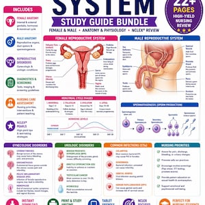 May include: A 22-page reproductive system study guide bundle for nursing students. The educational infographic features diagrams of female and male anatomy, menstrual cycle phases, hormone levels, spermatogenesis, and lists of disorders and infections.