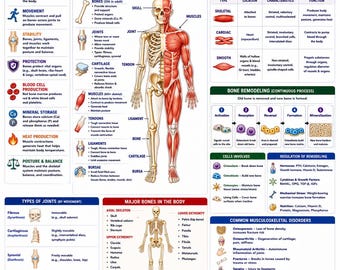 Musculoskeletal System Study Guide | Nursing Notes, NCLEX Review (Printable PDF)