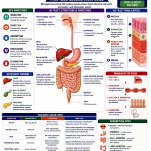 May include: A digital nursing study guide titled Gastrointestinal System featuring a central anatomical diagram of the GI tract, labeled sections for key functions, accessory organs, wall layers, digestive secretions, absorption sites, and common disorders.
