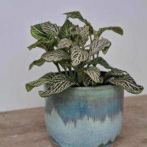 May include: A Fittonia plant with variegated green and white leaves potted in a cylindrical ceramic planter. The planter features a reactive glaze with a gradient transition from a deep blue at the top to a lighter, textured turquoise at the base.