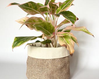 Puede incluir: Una planta de interior Aglaonema con hojas verdes, rosas y crema, en una cesta tejida marrón. La cesta tiene un forro de tela color crema en el borde superior. El fondo es blanco.