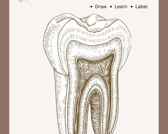 Dental Anatomy Workbook | Printable PDF | Tooth Anatomy Notes | Study Guide for Students