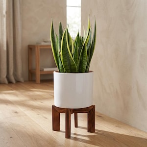 May include: A potted snake plant with green and yellow striped leaves sits in a white ceramic pot. The pot rests on a dark brown wooden plant stand with a square base and three legs. The plant is in a well-lit room with hardwood floors.