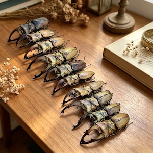 May include: A collection of large, preserved beetles with prominent mandibles, arranged on a wooden surface. The beetles display a range of colors, including tan, brown, and hints of blue and gold. The arrangement suggests a display or collection of entomological specimens.