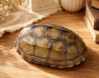 Ethically Sourced Turtle Shell Specimen Real Oddity Natural Curio Gothic Decor Bone Style Display Gift