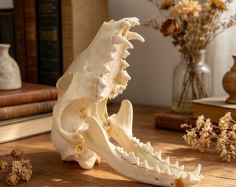 アジアミズオオトカゲの頭蓋骨レプリカ（博物館品質） - Etsy 日本