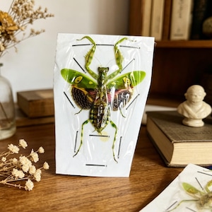 May include: A set of three ceramic mugs with a speckled, matte finish. The mugs are in shades of cream, light gray, and dark gray. Each mug has a simple, minimalist design, perfect for coffee or tea.