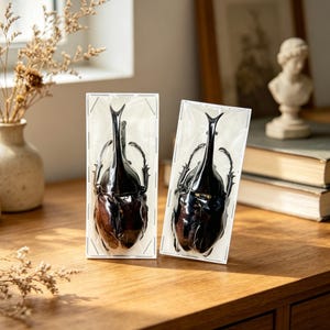 Op de afbeelding: Twee ingelijste, geconserveerde kevers met prominente hoorns en een glanzende, donkerbruine en zwarte afwerking. De insecten zijn ingekapseld in helder plastic in witte frames, tentoongesteld op een houten oppervlak.