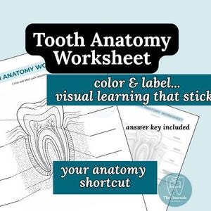 May include: A dental anatomy worksheet with a detailed illustration of a tooth's cross-section. The worksheet includes the text "Tooth Anatomy Worksheet", "color & label... visual learning that sticks", and "your anatomy shortcut". An answer key is included.