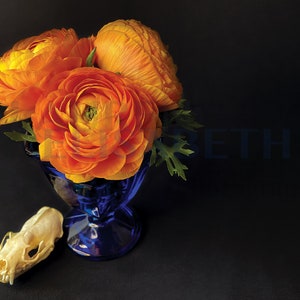 Skulls & Flowers Fine Art Postcards: Macabre Still Life Prints, Set of 6