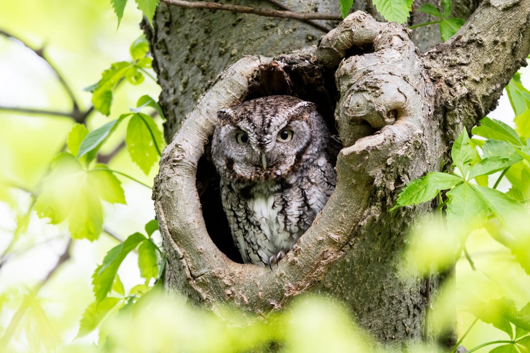 Tree Drawing Screech Eastern Screech Owl in Tree Hollow | Woodland Wildlife Art - Etsy