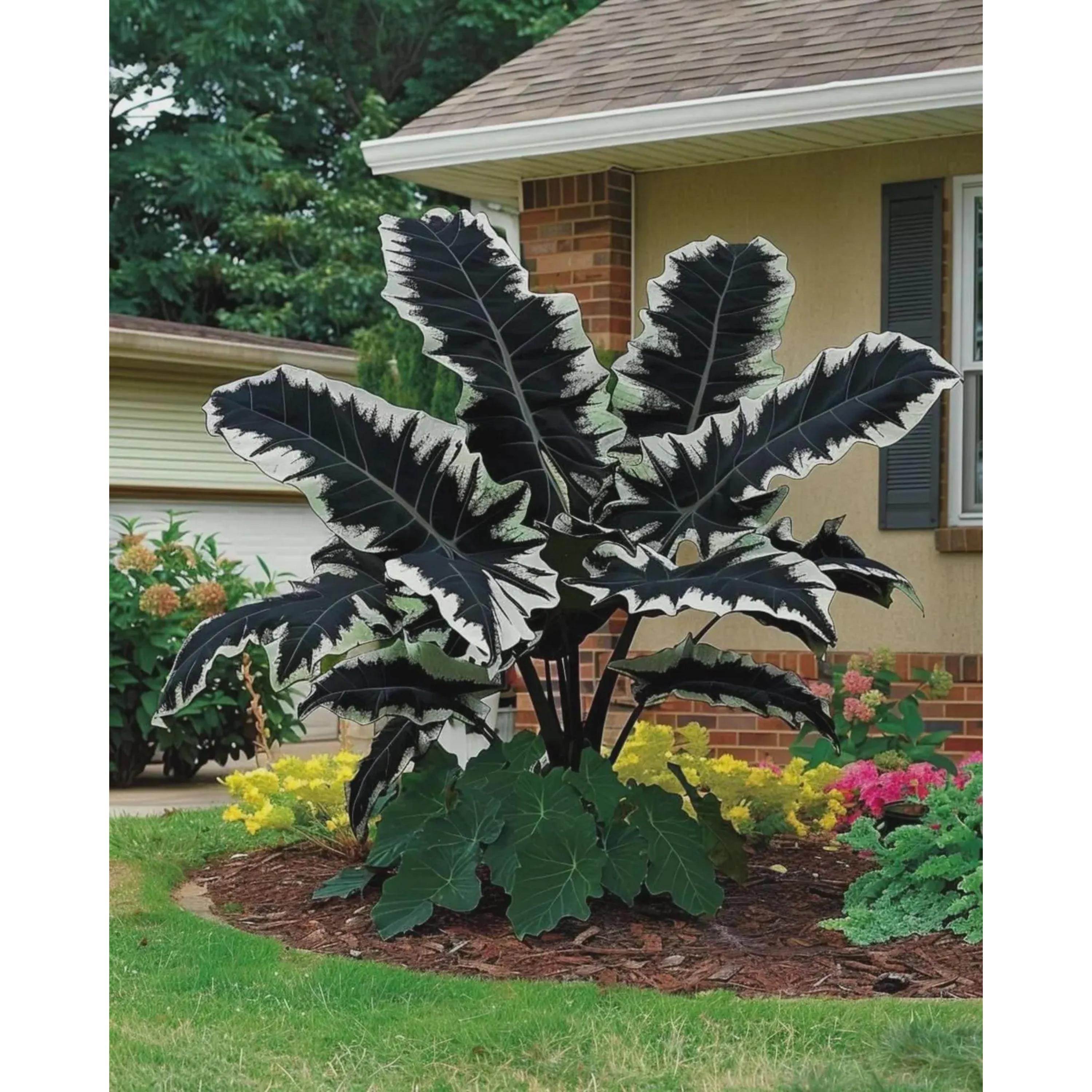Cream White & Black Hosta Seeds – Rare High-contrast Shade Perennial ...