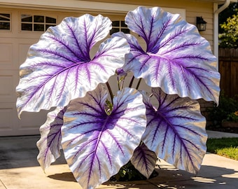 Bulbos de oreja de elefante blancos y morados: planta tropical ornamental para jardines, patios y paisajes.