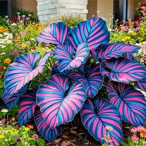 May include: A vibrant plant with large, heart-shaped leaves. The leaves are a striking combination of blue and pink stripes, creating a bold and eye-catching pattern. The plant is surrounded by a variety of colorful flowers, adding to the overall visual appeal.