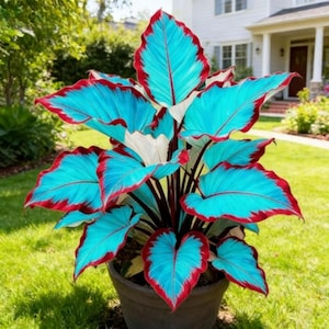 May include: A vibrant plant with large, turquoise leaves edged in deep red. The plant is potted in a dark brown container and sits on a bed of green grass. The leaves have prominent veins and a unique color combination, creating a striking visual.