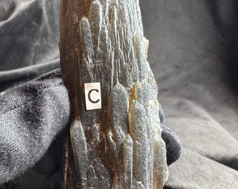 May include: A dark gray, translucent mineral specimen featuring a cluster of elongated, pointed crystal formations. A small white rectangular label with the letter C is attached to the surface of the stone, which has a textured, jagged appearance.