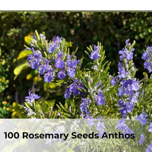 May include: Image of rosemary plants with vibrant purple flowers and green foliage. The image includes the text "100 Rosemary Seeds Anthos" at the bottom, indicating the product is rosemary seeds. The background features other plants.