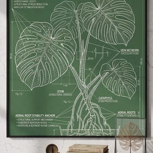 Può includere: Un diagramma botanico dettagliato di una Monstera Deliciosa, che mostra la sua unità biologica di raccolta solare. Lo sfondo verde presenta disegni a tratto bianco della struttura della pianta, tra cui foglie, radici e fusto, con misure in centimetri. Il diagramma è incorniciato ed esposto su una superficie di legno.