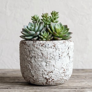 Puede incluir: Una pequeña maceta redonda de cerámica blanca texturizada llena de varias suculentas verdes. La maceta tiene una superficie rugosa y moteada y se asienta sobre una superficie de madera. Las suculentas tienen varios tonos de verde.