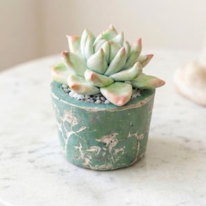 Realistic Artificial Succulent in Pot, Handmade Polymer Clay Plant, Artistic Faux Greenery