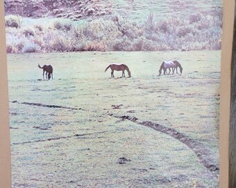 Vtg. 1973 "Tranquility" Poster - by Poster Originals Inc. - Mark Fraizer Photo of 3 Horses in a Meadow