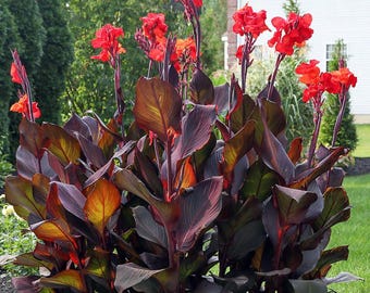 Bulbo de Lírio Canna Kreta, Flor de Canna Vermelha, Rizoma, Planta de Jardim para Beija-flor