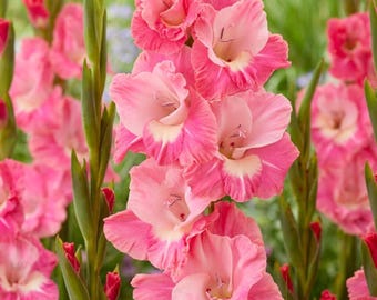 Pacote com 10 bulbos de gladíolo rosa papagaio para corte.