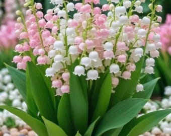 Mughetto (Mosello della Valle) - Confezione da 5 fiori primaverili profumati