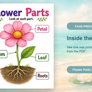 Flower Parts Garden | Parts of a Flower Worksheet | Printable PDF | Digital Download image 10