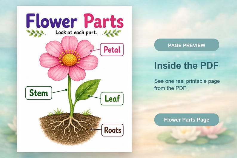 Flower Parts Garden | Parts of a Flower Worksheet | Printable PDF | Digital Download image 10