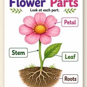 Flower Parts Garden | Parts of a Flower Worksheet | Printable PDF | Digital Download image 9