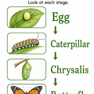 Schmetterling Gartenstufen | Schmetterling Lebenszyklus Arbeitsblatt | Druckbare PDF | Digitaler Download Bild 3