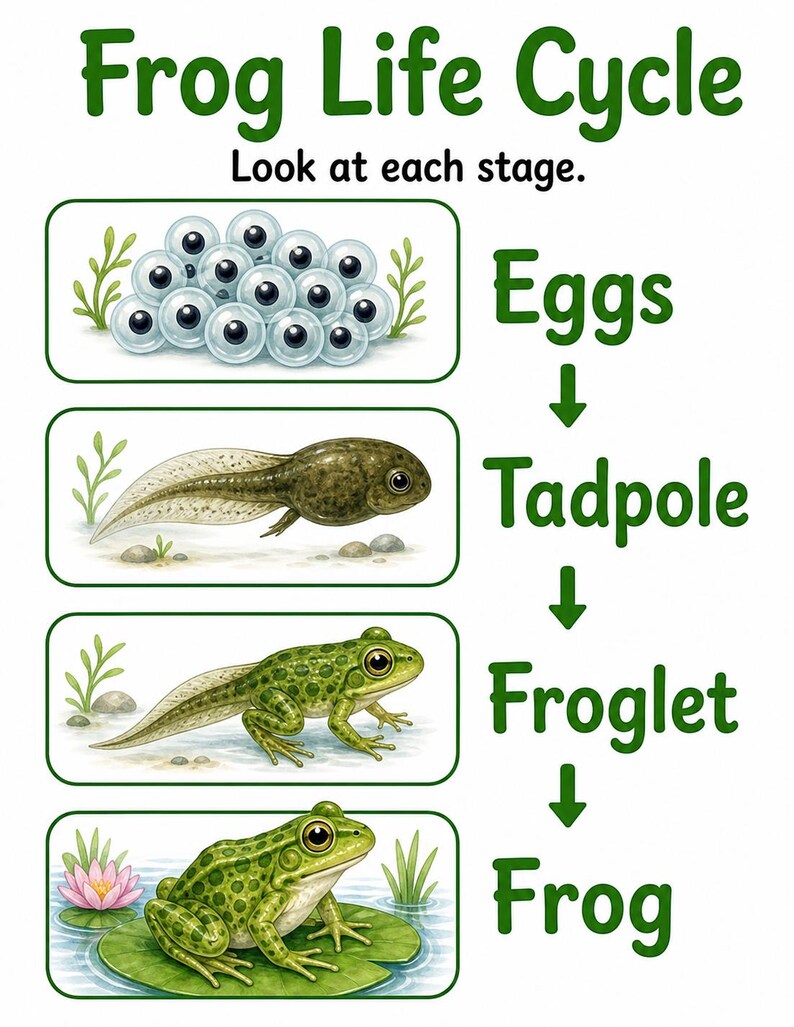 Frosch Teich Änderungen | Frosch Lebenszyklus Arbeitsblatt | Druckbare PDF | Digitaler Download Bild 3