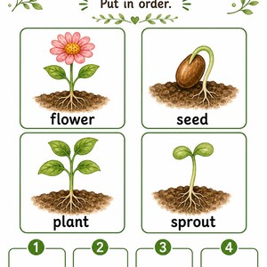Levenscyclus van klein blad | Werkblad levenscyclus planten | Afdrukbare pdf | Digitale download afbeelding 4