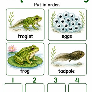 Frosch Teich Änderungen | Frosch Lebenszyklus Arbeitsblatt | Druckbare PDF | Digitaler Download Bild 4