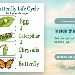 Schmetterling Gartenstufen | Schmetterling Lebenszyklus Arbeitsblatt | Druckbare PDF | Digitaler Download Bild 10