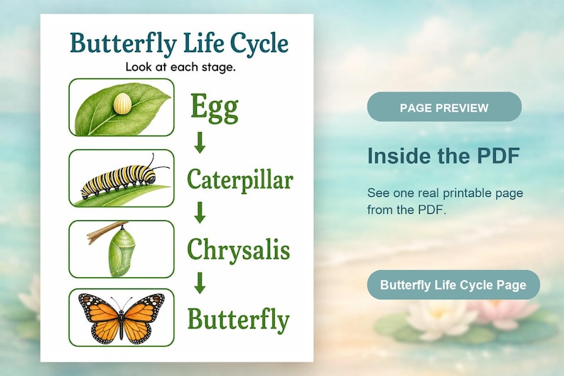 Schmetterling Gartenstufen | Schmetterling Lebenszyklus Arbeitsblatt | Druckbare PDF | Digitaler Download Bild 10
