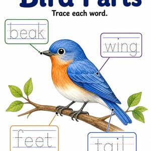 Appunti sui nidi degli uccelli / Schede didattiche sugli uccelli / PDF stampabile / Download digitale immagine 4