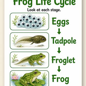 Frosch Teich Änderungen | Frosch Lebenszyklus Arbeitsblatt | Druckbare PDF | Digitaler Download Bild 9