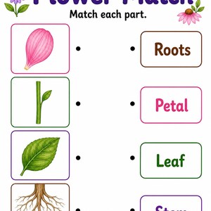 Flower Parts Garden | Parts of a Flower Worksheet | Printable PDF | Digital Download image 4